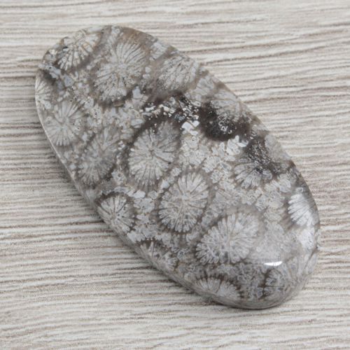 koral, koral fossil, naturalny koral, koral skamieniały, koral kaboszon, koral fossil kaboszon, koral do oprawy, koral fossil do oprawy, kamienie i minerały, kamienie, minerały, kamienie do biżuterii, kamienie do oprawy, minerały do biżuterii, minerały do oprawy, kaboszon, kaboszony, czaroity.pl