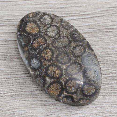 164_koral_fossil_kaboszon_-_koral_kaboszon_-_naturalny_kora0