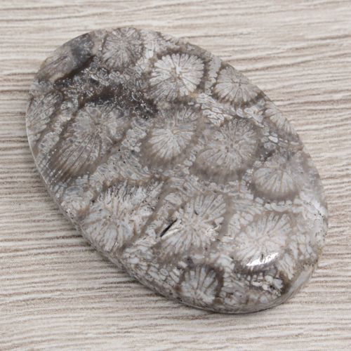 koral, koral fossil, naturalny koral, koral skamieniały, koral kaboszon, koral fossil kaboszon, koral do oprawy, koral fossil do oprawy, kamienie i minerały, kamienie, minerały, kamienie do biżuterii, kamienie do oprawy, minerały do biżuterii, minerały do oprawy, kaboszon, kaboszony, czaroity.pl