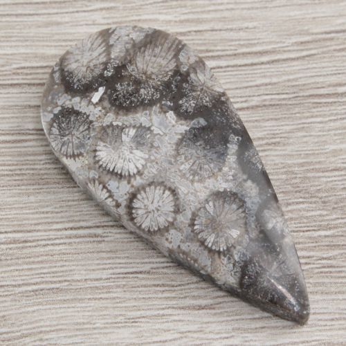 171_koral_fossil_kaboszon_-_koral_kaboszon_-_naturalny_kora0