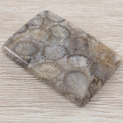 Koral fossil ok. 31x21 mm KOR0066